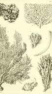 Image of Raspailiidae Nardo 1833