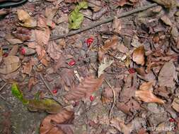 Image of Symphonia globulifera L. fil.