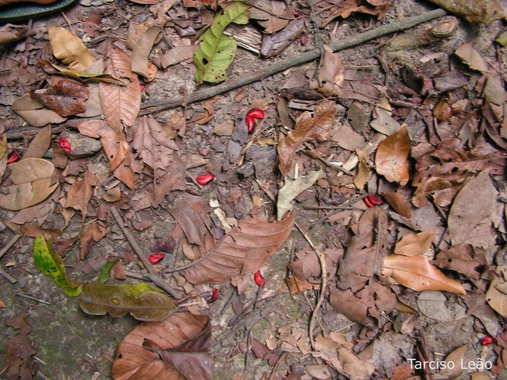 Image of Symphonia globulifera L. fil.