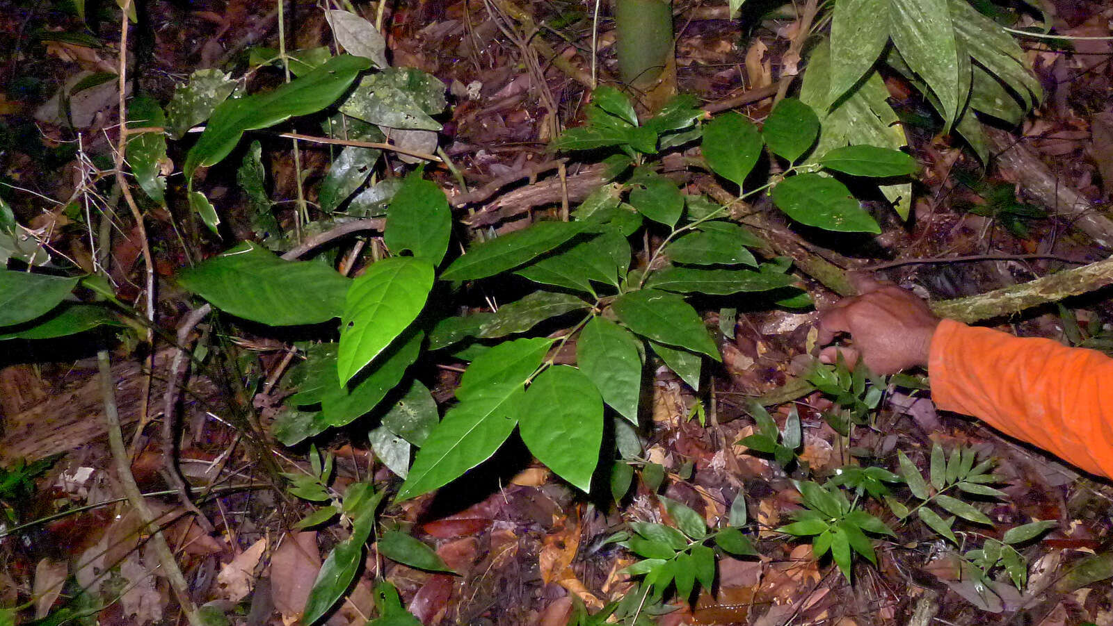 Image of Solanum bahianum S. Knapp