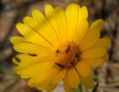 Image of Calendula suffruticosa Vahl