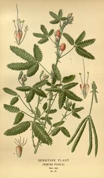 Image of Sensitive Plant