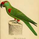 Image of Thick-billed Parrot