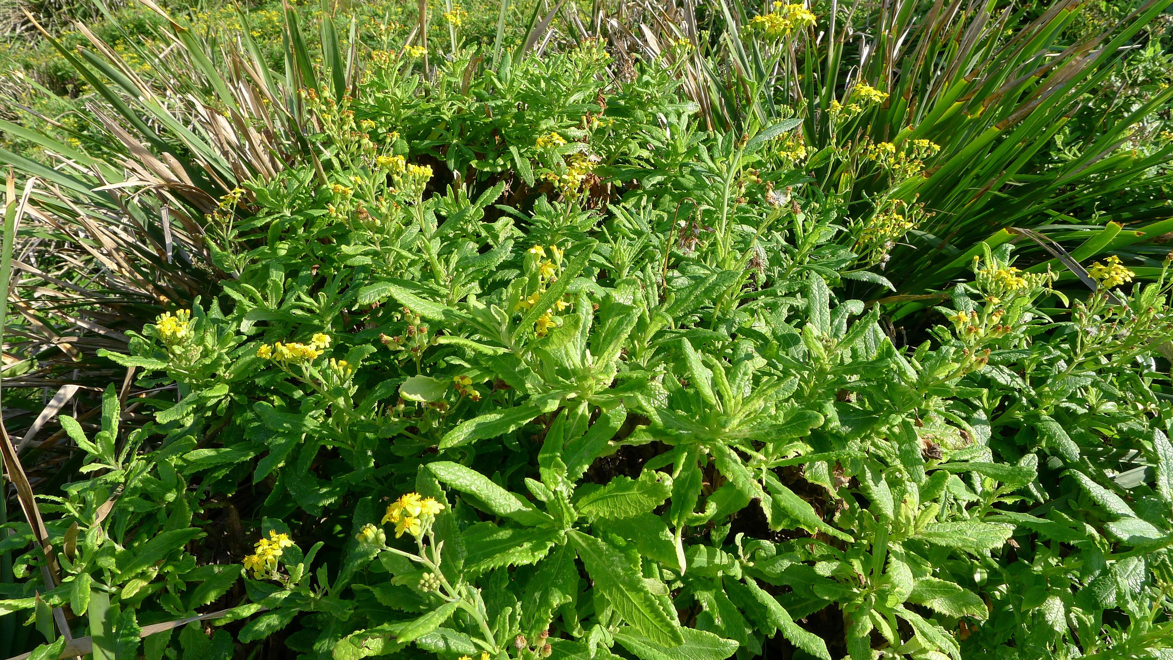 Image of fireweed groundsel