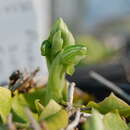 Image of Pterostylis ziegeleri D. L. Jones