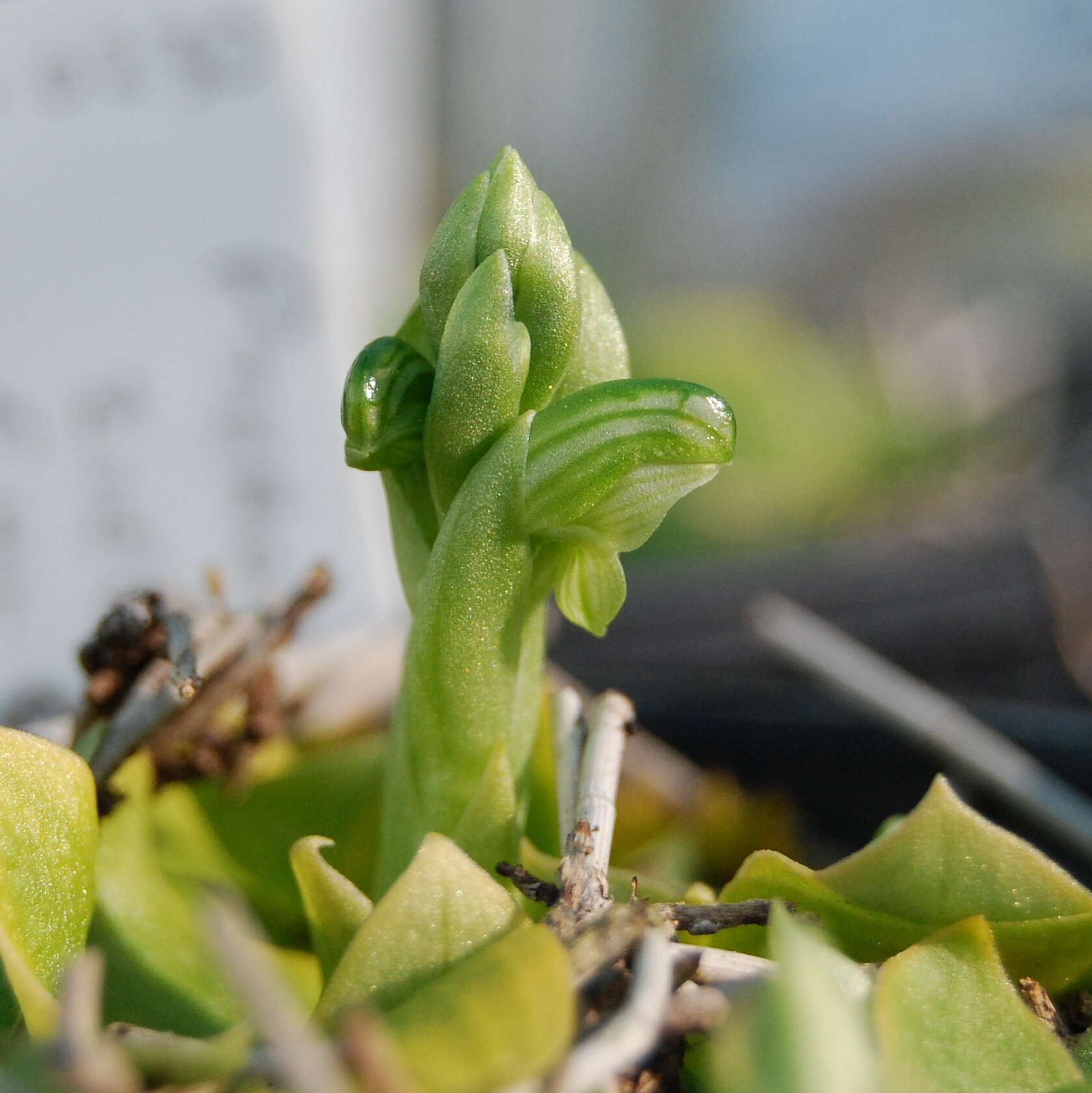 Image of Pterostylis ziegeleri D. L. Jones