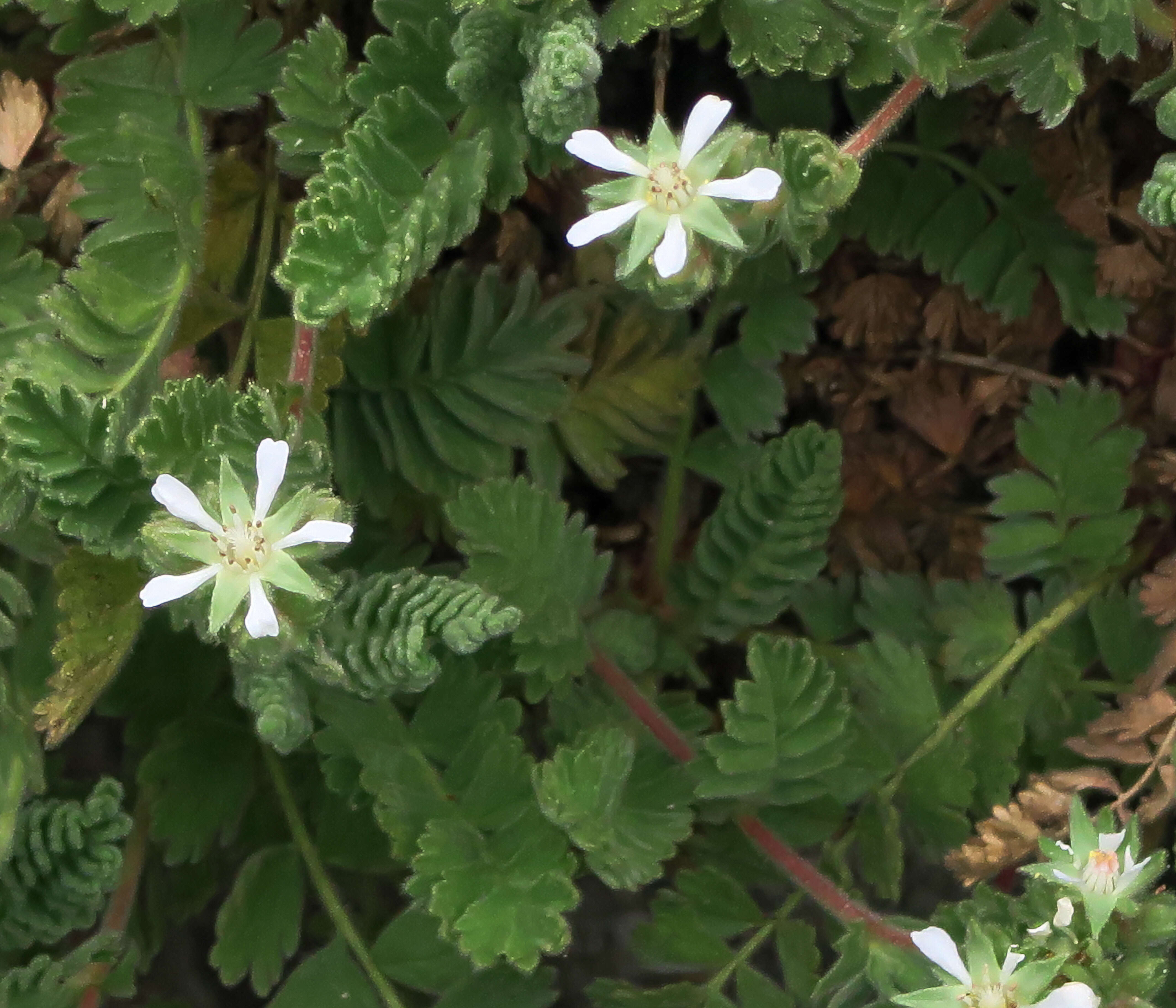 Image of Point Reyes horkelia