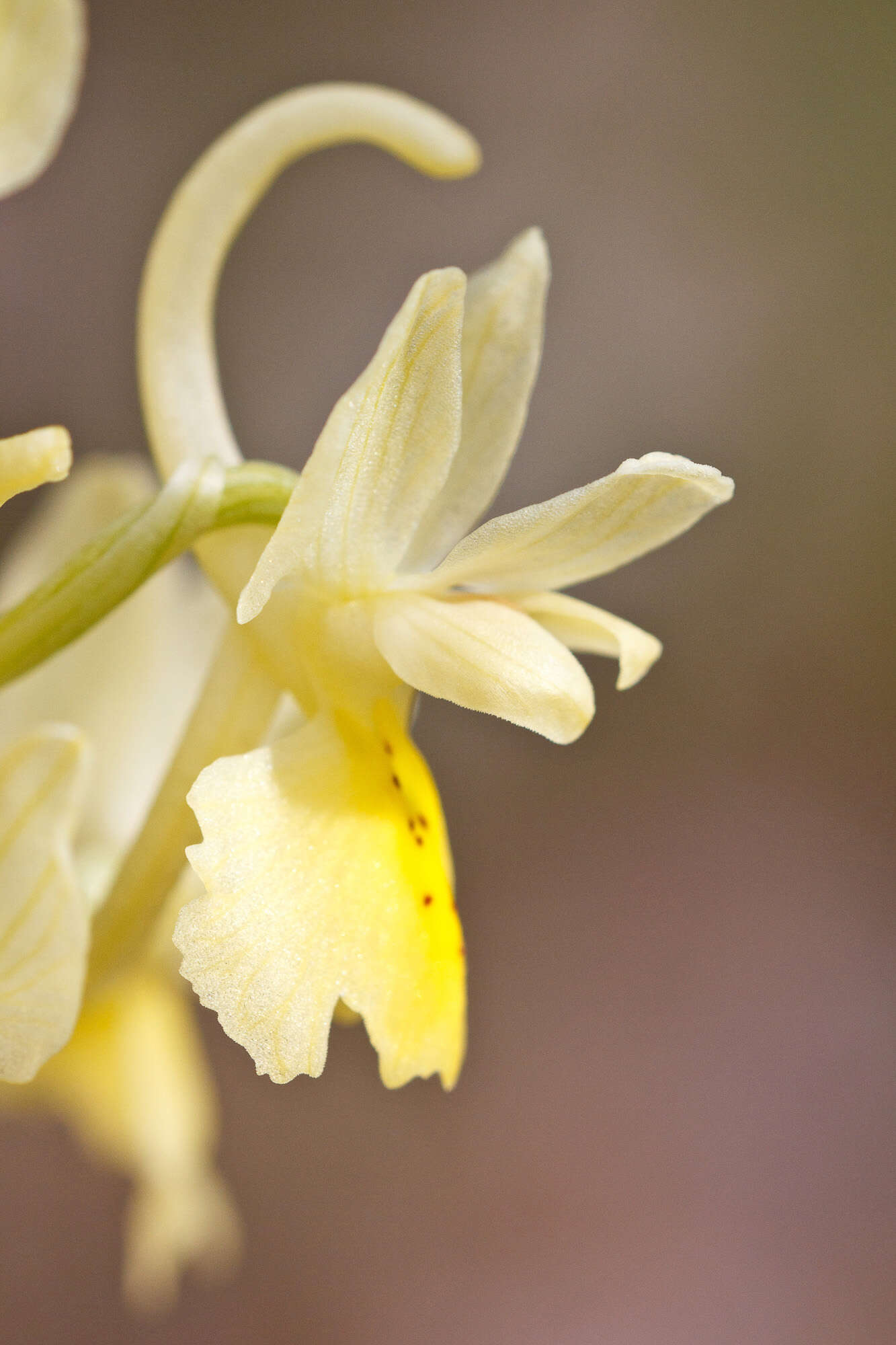 Image of Elder-flowered orchid