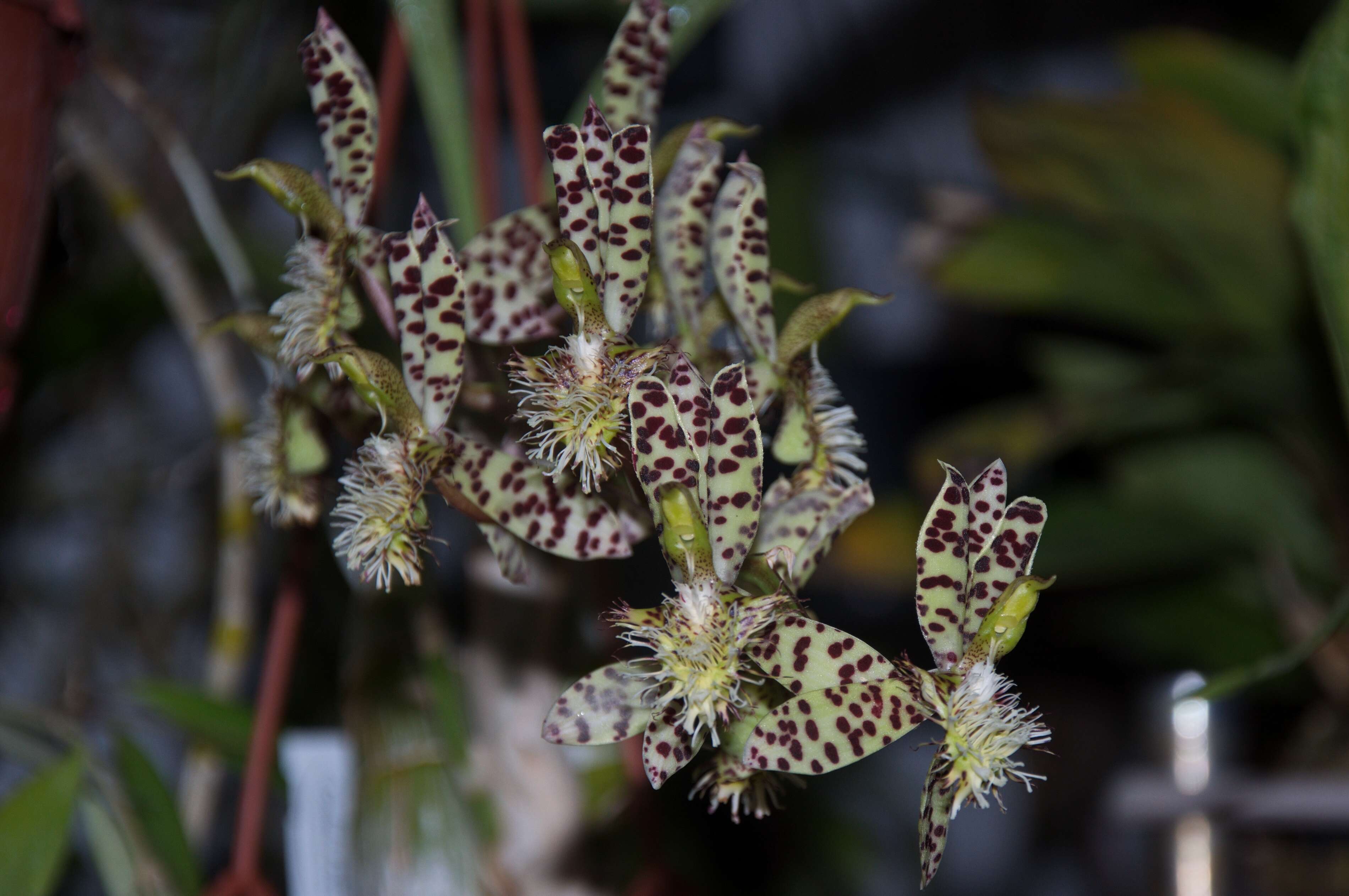 Image de Catasetum barbatum (Lindl.) Lindl.