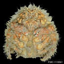 Image of rough shellback crab