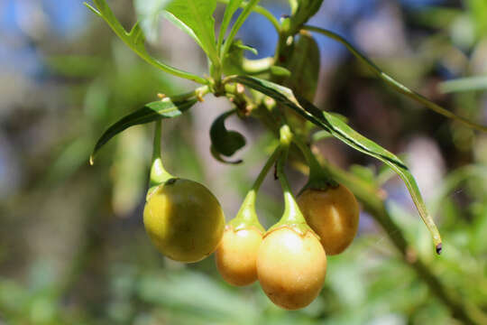 Image of Large Kangaroo Apple