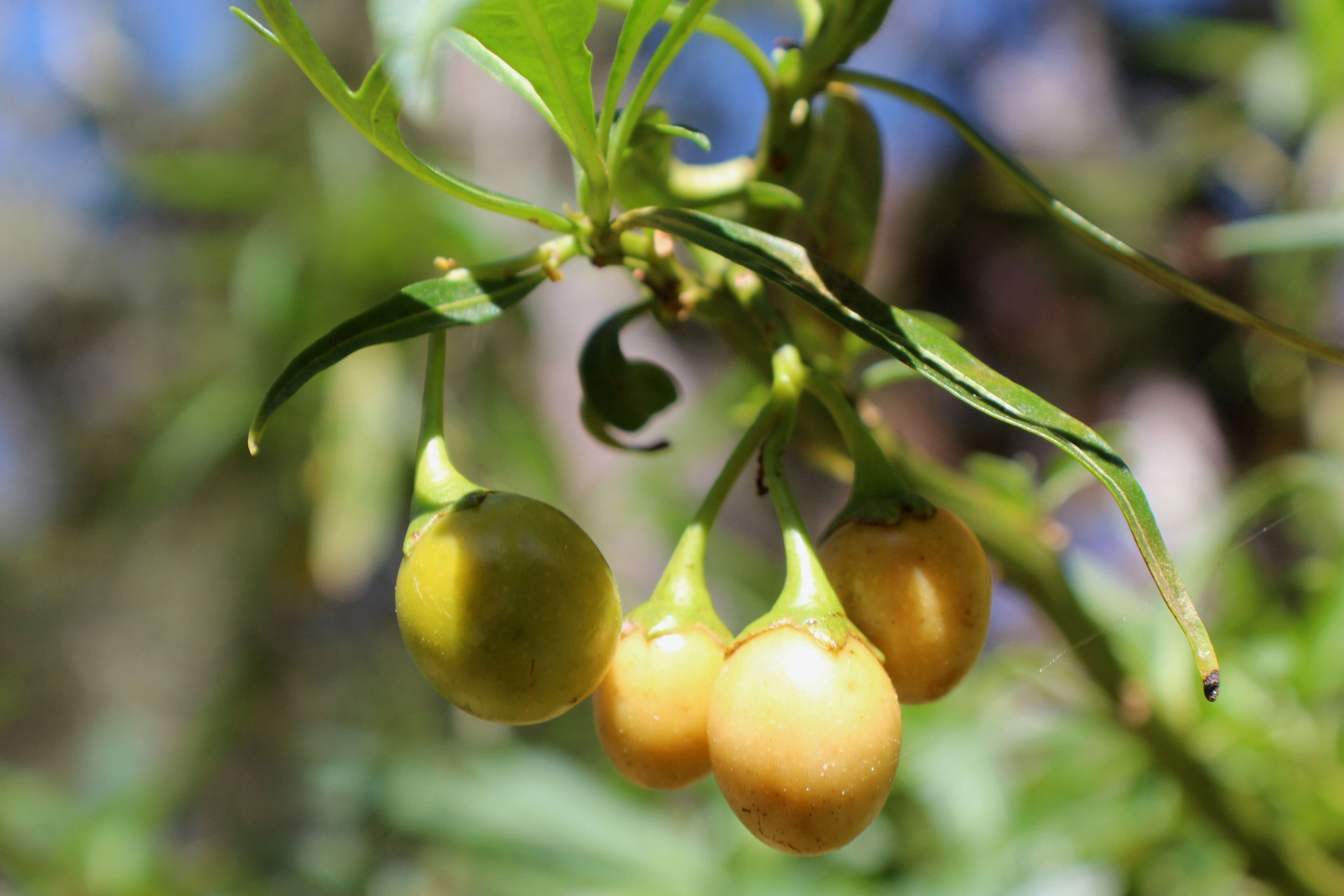 Image of Large Kangaroo Apple