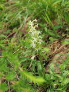 Image of Fringed orchids