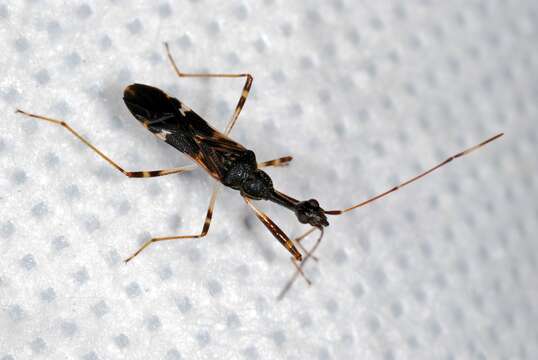 Image of Long-necked Seed Bugs