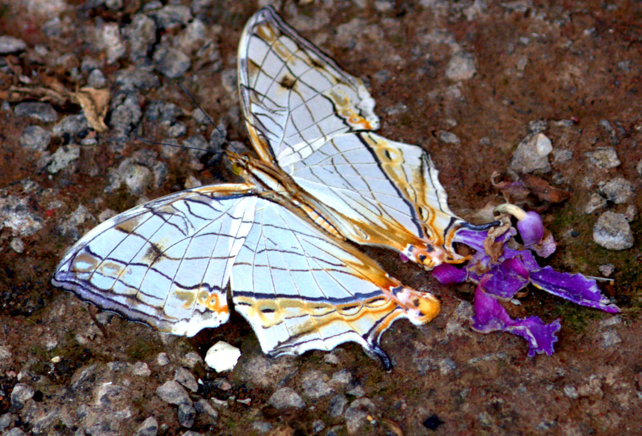 Image de Cyrestis thyodamas indica Evans 1924