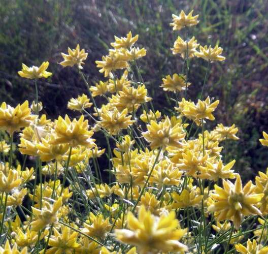 Слика од Genista umbellata (L'Her.) Poir.