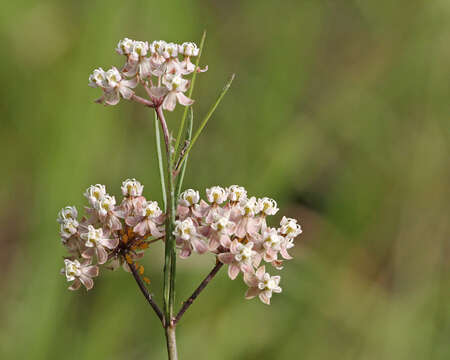 Image of milkweed