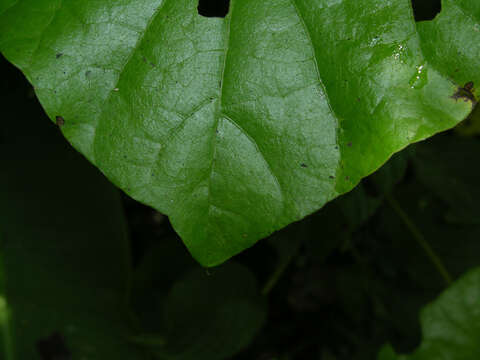 Image of Cissampelos grandifolia Triana & Planch.