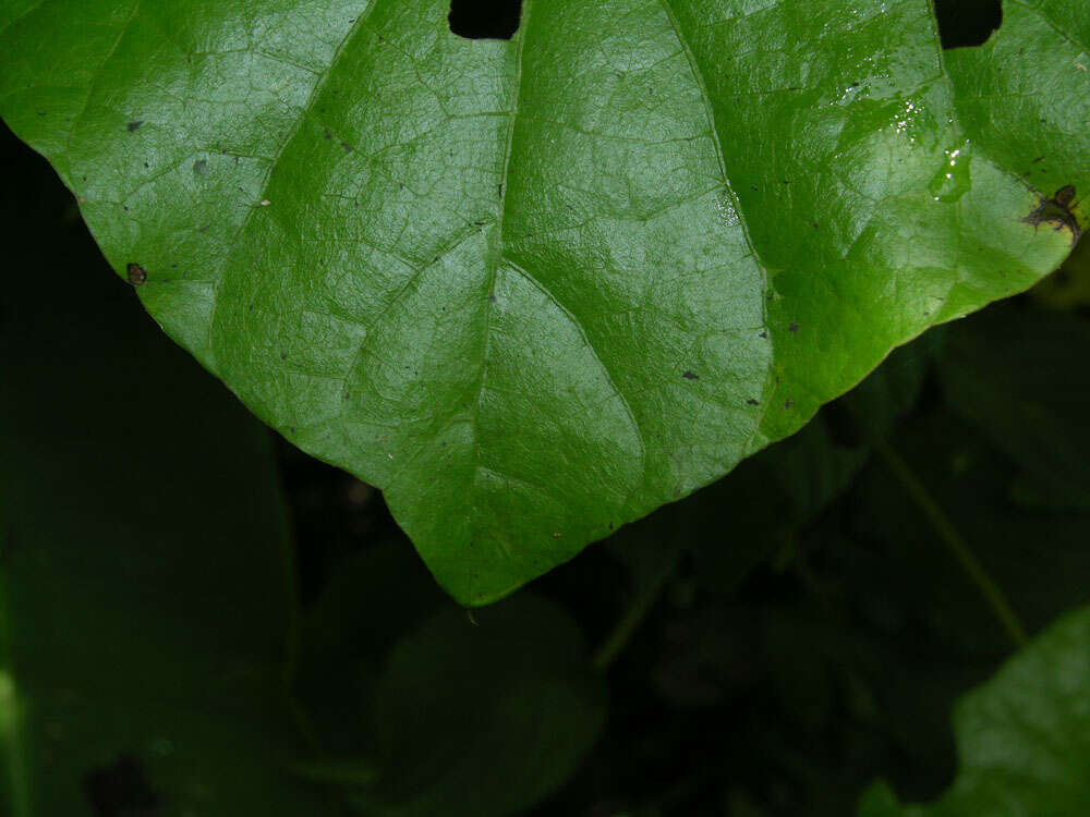 Image of Cissampelos grandifolia Triana & Planch.