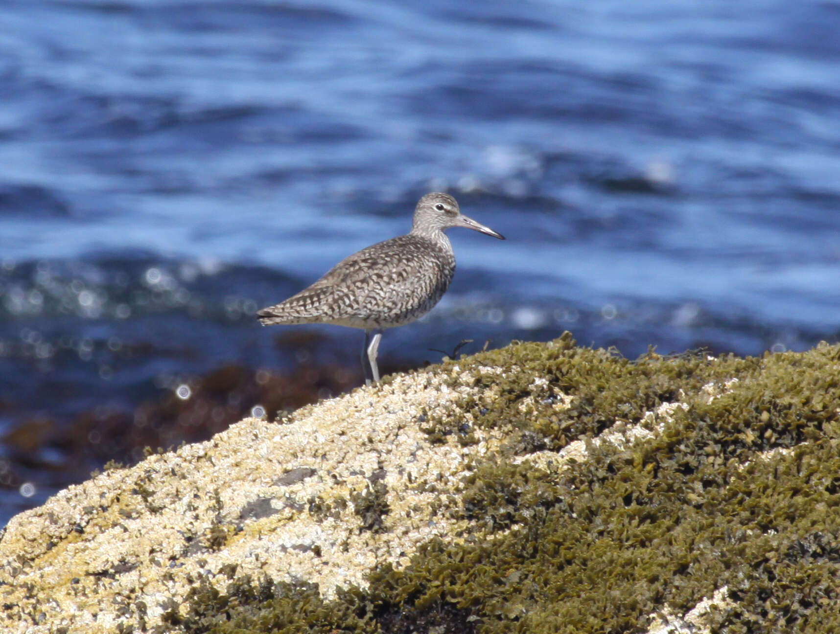 Image of Willet