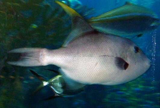 Image of Filefish