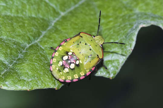 Image of Southern green stink bug