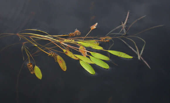 Image of American Pondweed