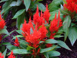 Imagem de Celosia argentea L.