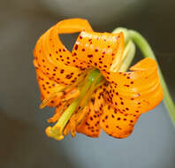 Lilium columbianum Leichtlin resmi