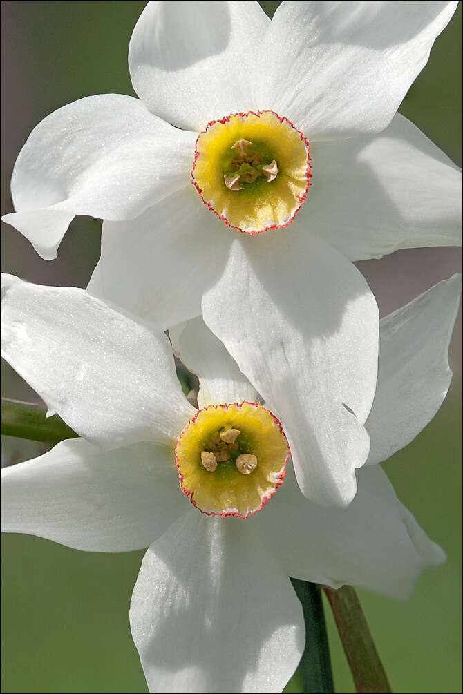 Narcissus poeticus subsp. radiiflorus (Salisb.) Baker的圖片