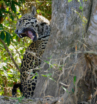 Image of big cats