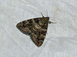 Image of Light crimson underwing moth