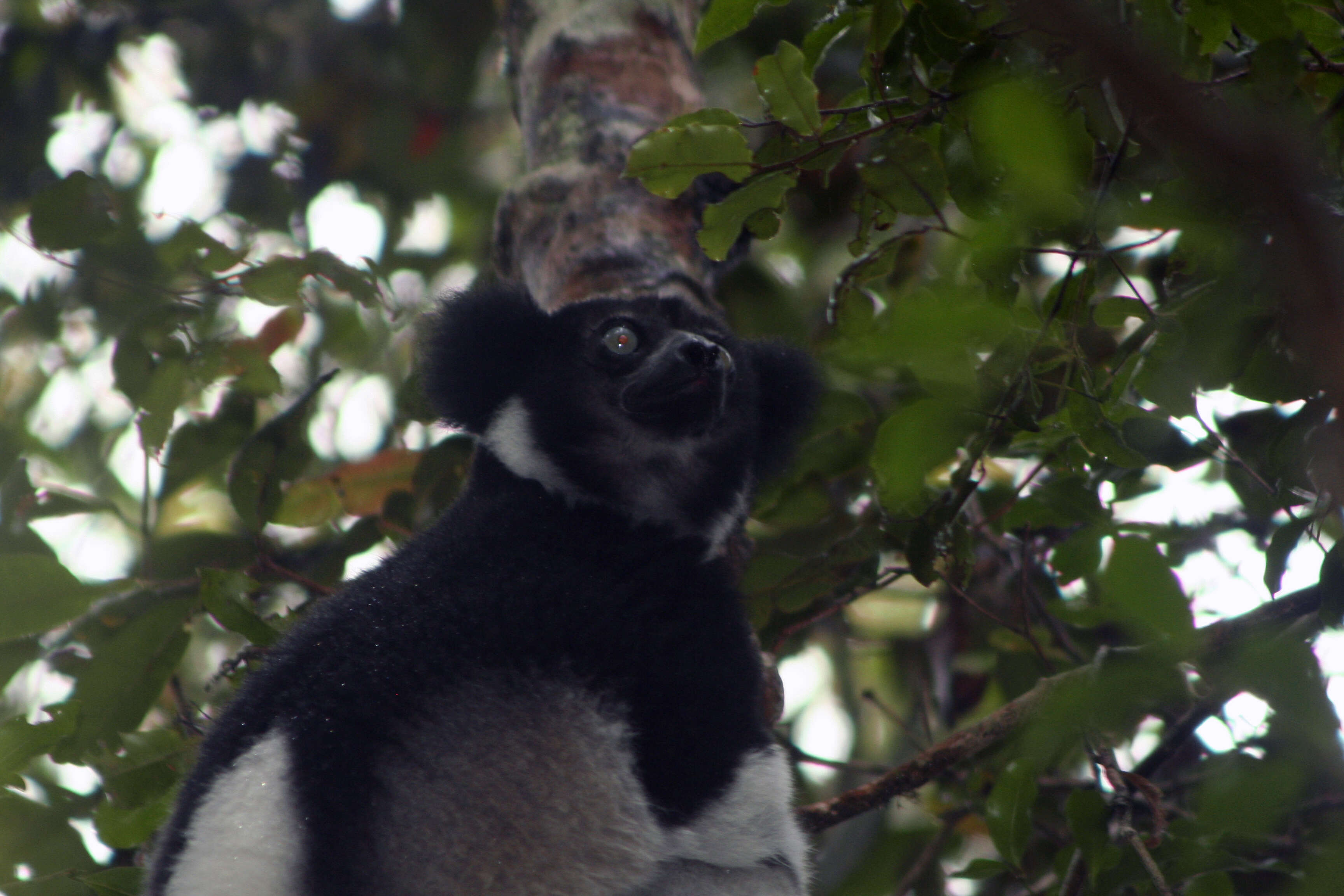 Image of indris, sifakas and woolly lemurs