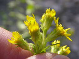 Image of Wright's goldenrod