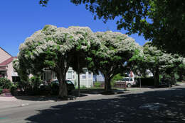 Image of cajeput tree