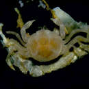 Image of Oyster crab