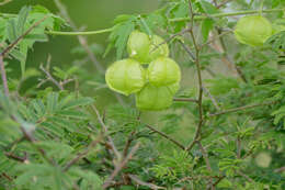 Image of balloonvine