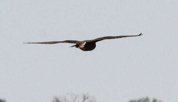 Image of Brown Falcon