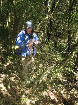 Image of Black Pine