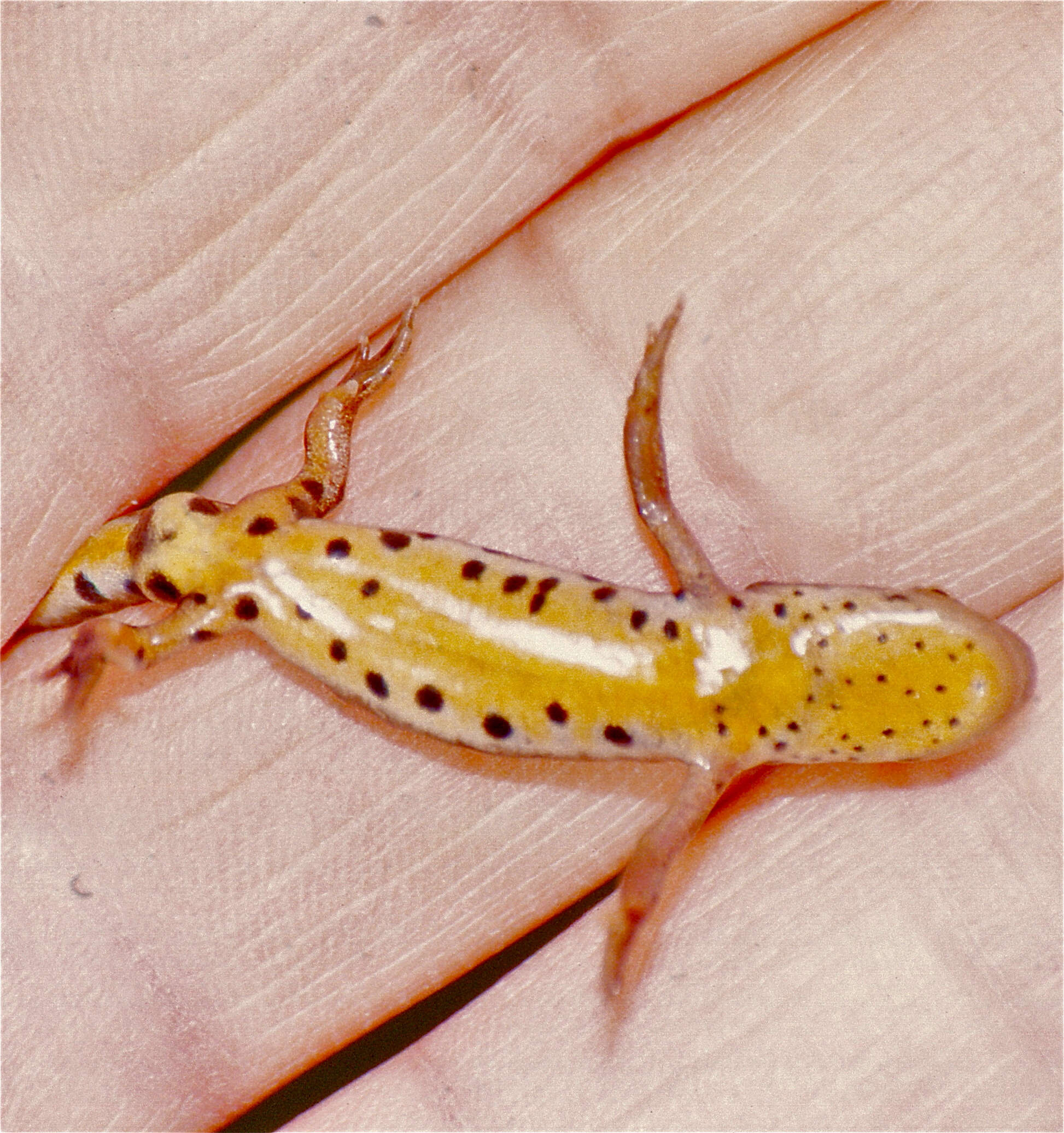 Image of Lissotriton Bell 1839