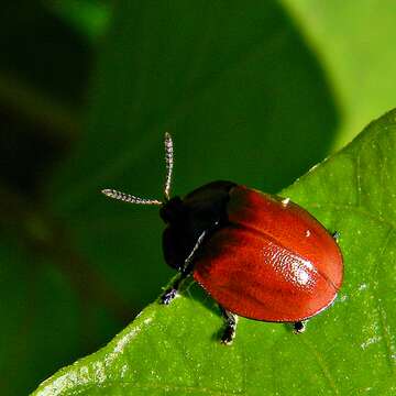 Image of Tortoise beetle