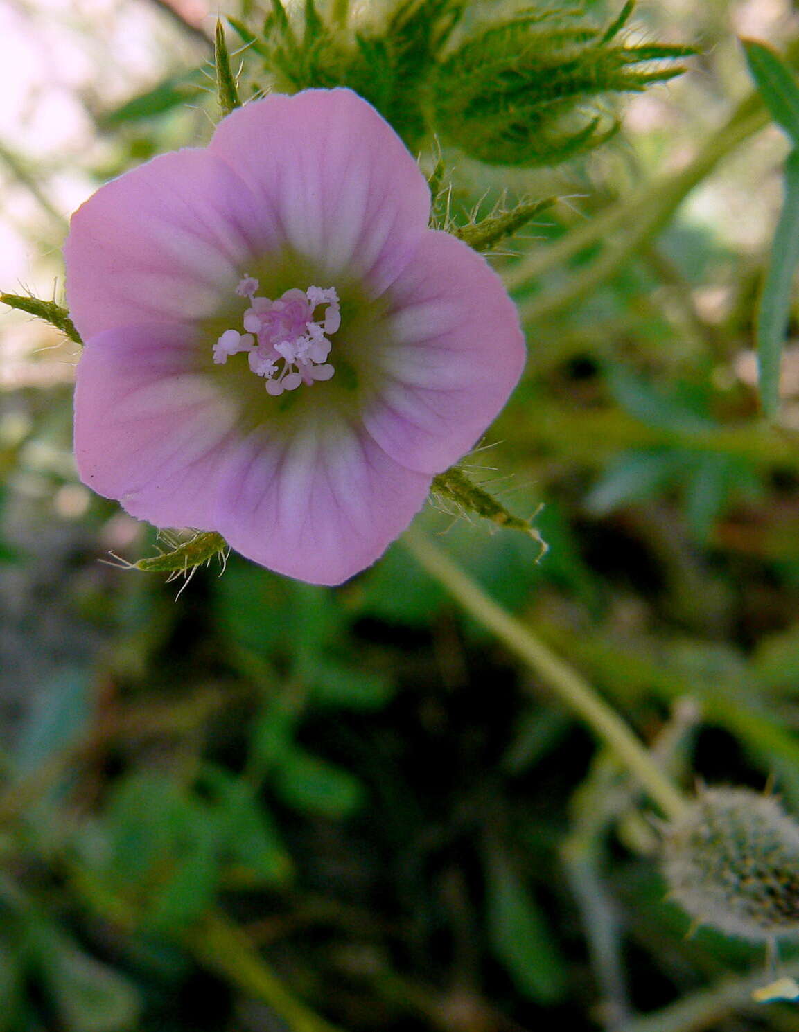 Image of marshmallow