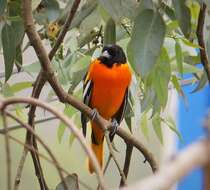 Image of New World orioles