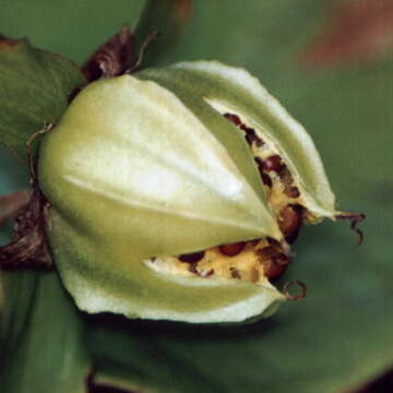 Image of trillium