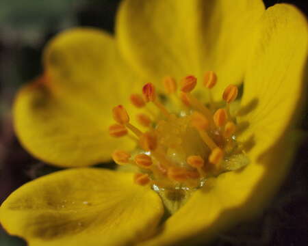 Image of Potentilla incana Gaertn. Mey. & Scherb.