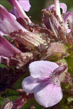 Image of European purple lousewort