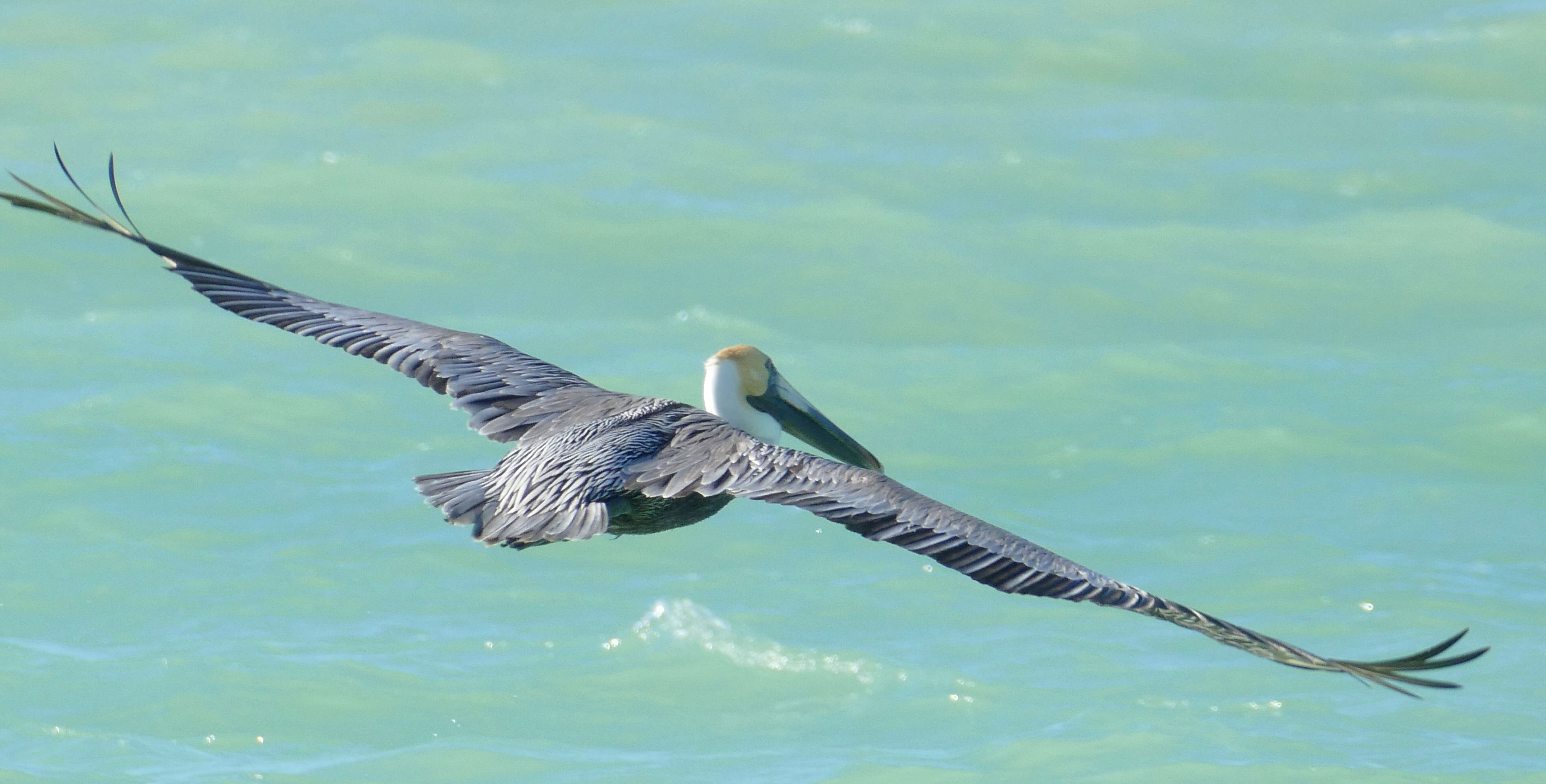 Image of pelicans