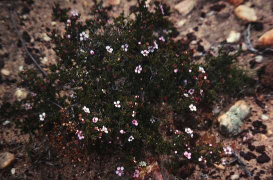 Image of Babingtonia grandiflora (Benth.) Rye