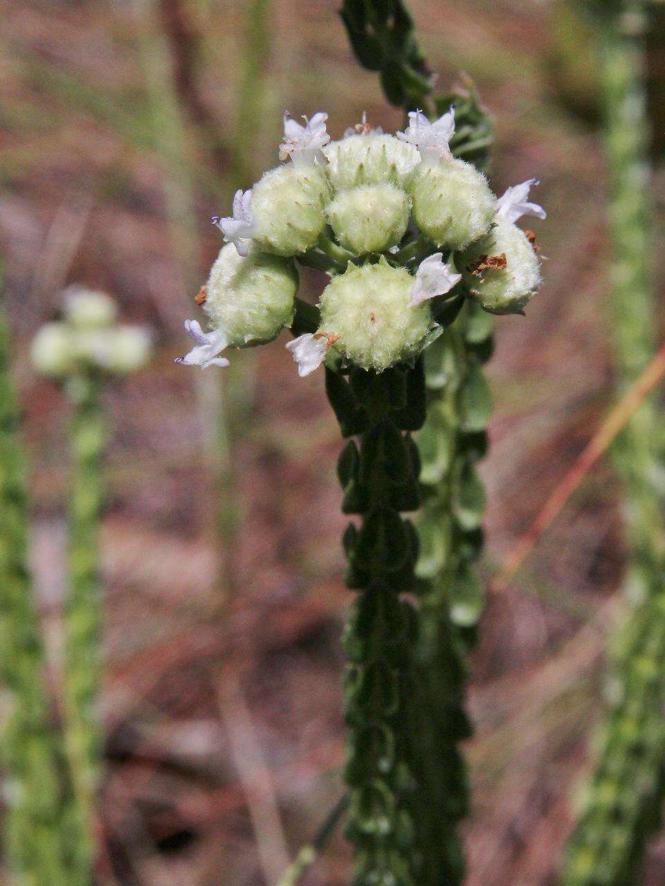 Image of Hyptis obtecta Benth.