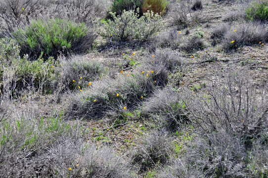 Image de Tulipa sylvestris subsp. australis (Link) Pamp.